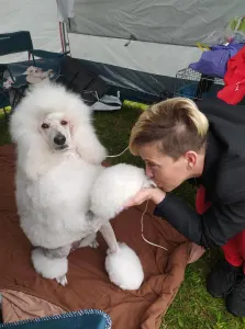 Střední pudl - Giant Miracles Poodle Kennel