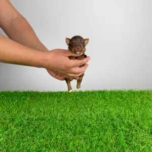 Yorkshire Terrier - Landro