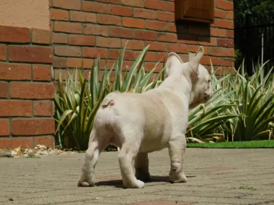 French Bulldog - Zyva