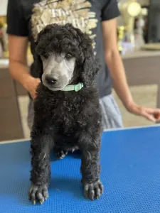 Poodle Standard - Silver Male