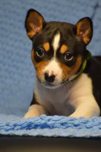 Basenji - Lucky Alien