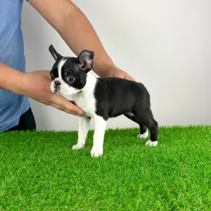 Boston Terrier - Flower 