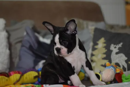 Boston Terrier - Rudolf ( Rudolph )