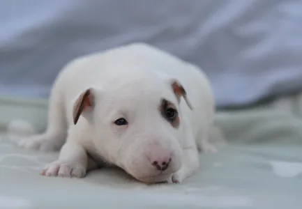 Miniature Bullterrier - Lotti