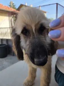 Afghanischer Windhund - Abelzar Ahmad