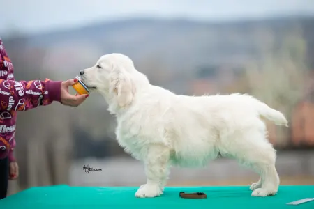 Golden Retriever - Brown Boy