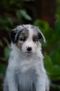 Australian Shepherd - Winstead Lunar Mumble