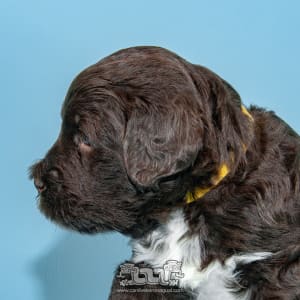 Portuguese Water Dog - Ktm Do Veleiro Nagual