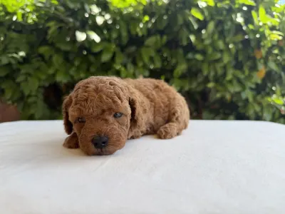 Caniche Nain - Imola