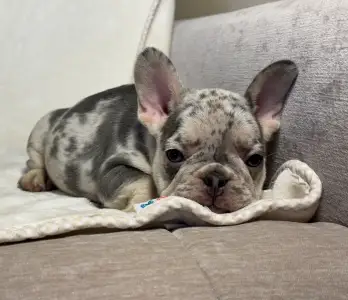 French Bulldog - Denis