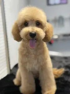 Cavapoo - Nóra