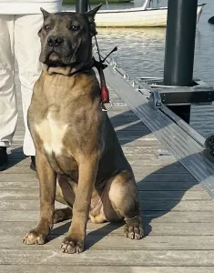 Cane Corso Italiano - Guardiano Della Notte Carlos