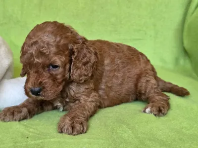 Cavapoo - Curlyjack