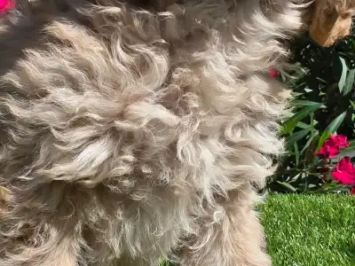 Cavapoo - Frakk