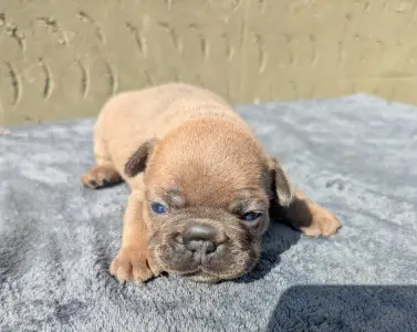 Французский бульдог - Kira