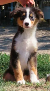 Australian Shepherd - Dailos Lexus Dubai