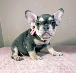 French Bulldog - Melissa