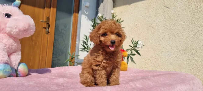 Caniche Toy - Nara