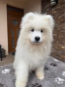 Szamojéd - Amadeus Snowcrystals Of Victoria