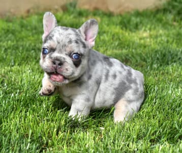 French Bulldog - Iris