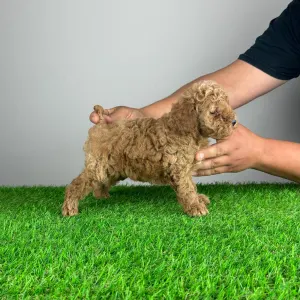 Poodle Miniature - Sunny