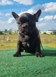 Bulldog francez - Ralf