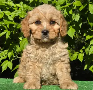 Cavapoo - Figo