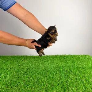 Yorkshire terrier - Gizi