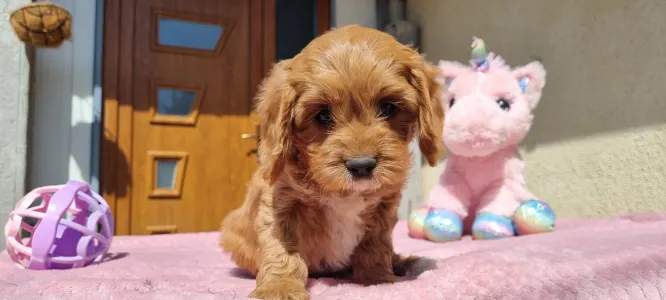 Cavapoo - Gofri
