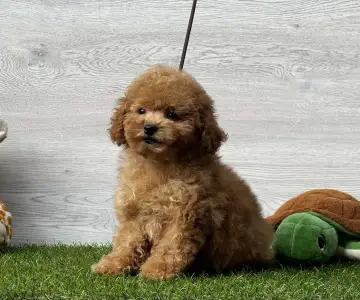 Barbone toy - Veruschka( Teacup/toy)