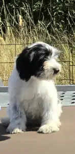 Tibeti terrier - Lupin