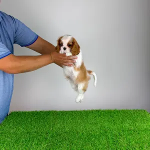 Cavalier King Charles Spaniel - Karosso