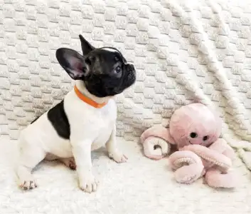 French Bulldog - Christmas Dragons Eleanor
