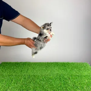 Chihuahua - Lindsay