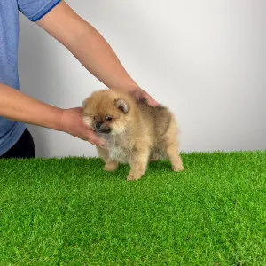 Szpic miniaturowy - Umia