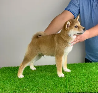 Shiba - Ilfov