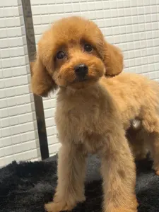 Barbone toy - Sky