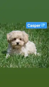 Maltipoo - Casper