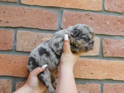 Französische Bulldogge - Grace