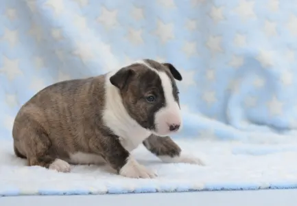 Miniatűr bullterrier - Nolan