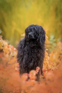 Portugiesischer Wasserhund - Patrícia