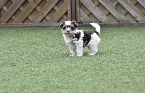 Biewer Yorkshire - Quentin (biro)