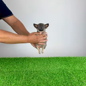 Chihuahua - Ossy