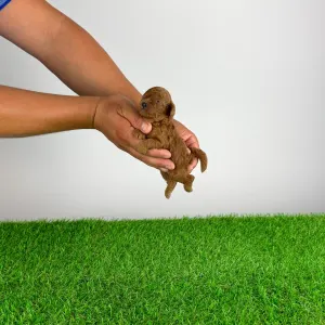 Poodle Toy - Xell
