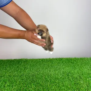Pomeranian - Mandarin