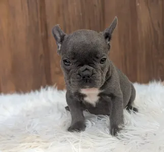 Bulldog francese - Selena