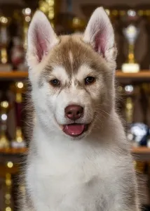 Szibériai husky - Saint Michael Island Im Above Everything 