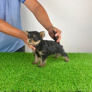 Yorkshire Terrier - Dave
