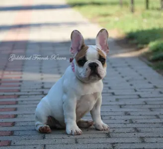 Bouledogue français - Xiara