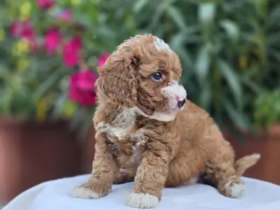 Cavapoo - Ariel